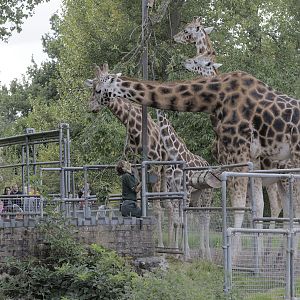 Giraffe feeding