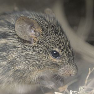 Spotted grass mouse