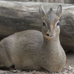Kirk's dik dik
