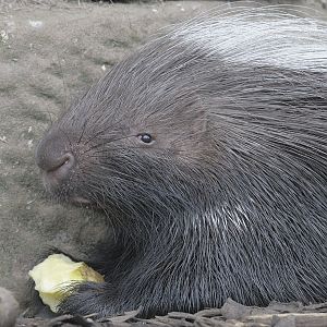 African crested porcupine plus potato