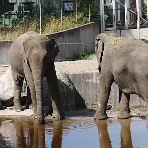 Asian elephants