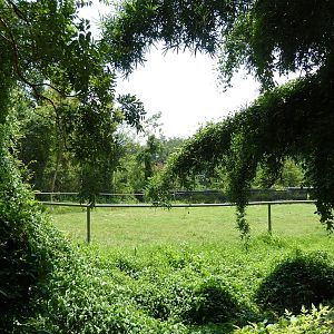 African Savanna - Giraffe/Crowned Crane Exhibit