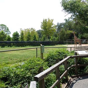 African Savanna - Giraffe/Crowned Crane Exhibit