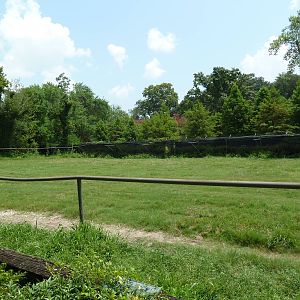 African Savanna - Giraffe/Crowned Crane Exhibit