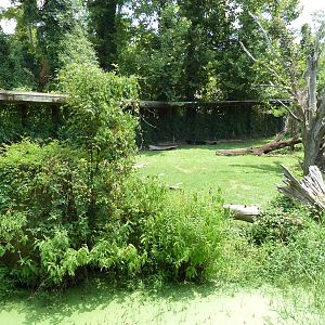 Louisiana Swamp - Black Bear Exhibit