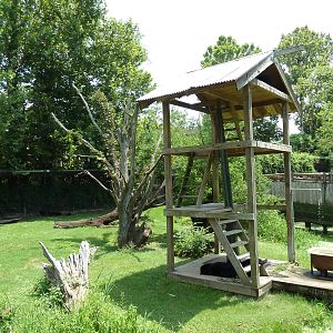 Louisiana Swamp - Black Bear Exhibit