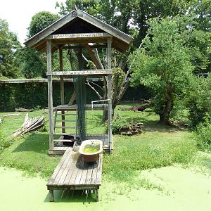 Louisiana Swamp - Black Bear Exhibit