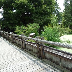 Louisiana Swamp - Boardwalk