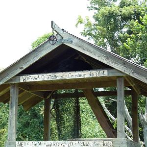 Louisiana Swamp - Black Bear
