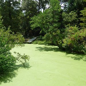Louisiana Swamp - Alligator Exhibit