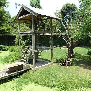 Louisiana Swamp - Black Bear Exhibit