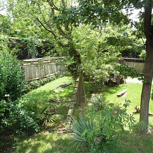 Louisiana Swamp - Raccoon Exhibit