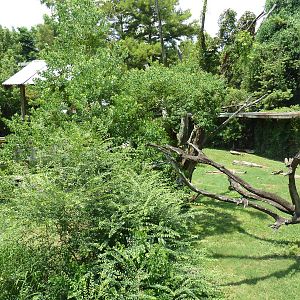 Louisiana Swamp - Black Bear Exhibit