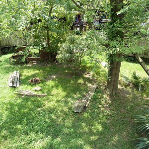 Louisiana Swamp - Raccoon Exhibit