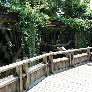 Louisiana Swamp - Cougar Exhibit
