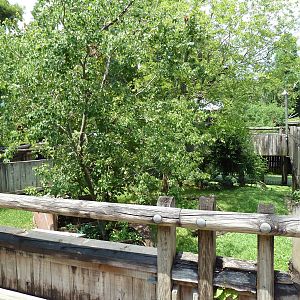 Louisiana Swamp - Raccoon Exhibit