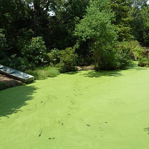 Louisiana Swamp - Alligator Exhibit