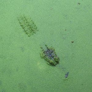 Louisiana Swamp - Alligator