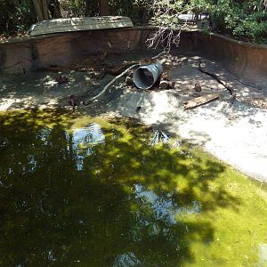 Louisiana Swamp - Nutria Exhibit