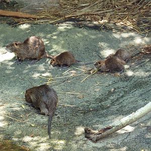 Louisiana Swamp - Nutria