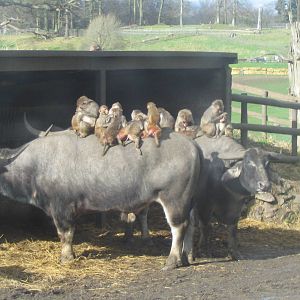 water buffalo brenda, herman and anya