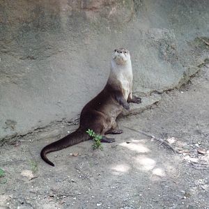 Louisiana Swamp - River Otter