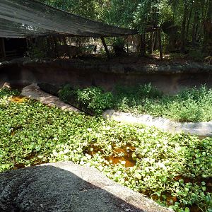 Louisiana Swamp - Alligator Exhibit