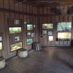 Louisiana Swamp - Terrariums