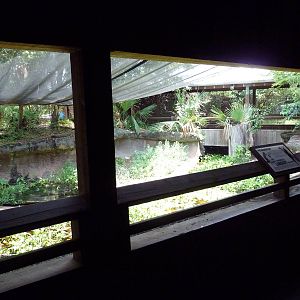 Louisiana Swamp - Alligator Exhibit