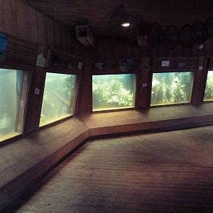 Louisiana Swamp - Aquatic Zone