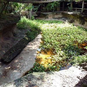 Louisiana Swamp - Alligator Exhibit
