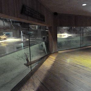 Louisiana Swamp - White Alligator Exhibit