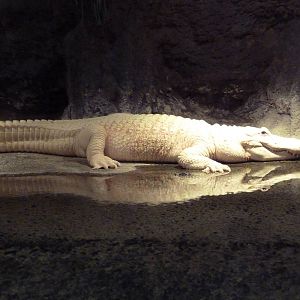 Louisiana Swamp - White Alligator