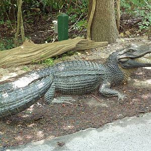 Louisiana Swamp - Alligator Statue