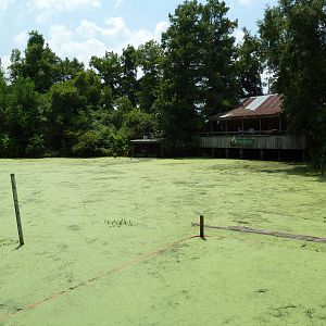Louisiana Swamp - Alligator Exhibit