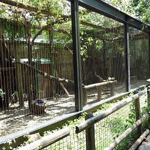 Louisiana Swamp - Bobcat Exhibit