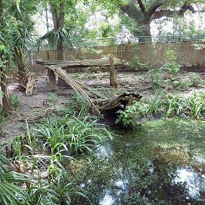 Louisiana Swamp - Red Fox/Gray Fox Exhibit