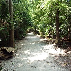 Louisiana Swamp - Pathway