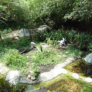 Jaguar Jungle - Maguari Stork/Roseate Spoonbill Exhibit