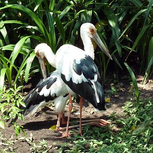 Jaguar Jungle - Maguari Storks