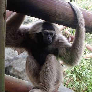 2nd October 2010: Pileated Gibbon