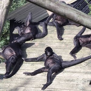 2nd October 2010: Spider Monkeys