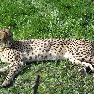 2nd October 2010: Cheetah (Uria)