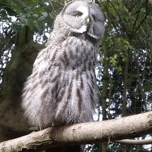 2nd October 2010: Great Grey Owl