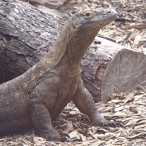 2nd October 2010: Komodo Dragon