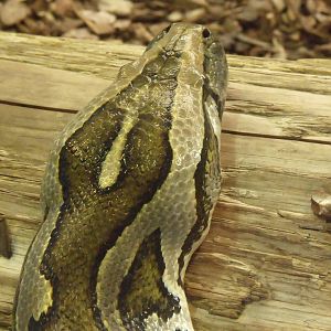 2nd October 2010: Burmese Python