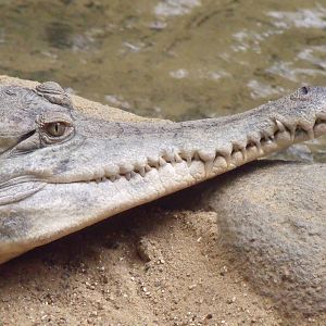 2nd October 2010: Slender Snouted Crocodile