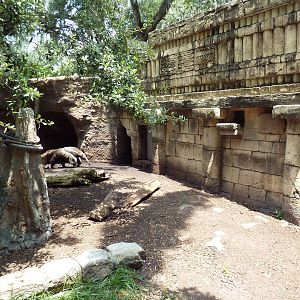 Jaguar Jungle - Giant Anteater/Two-Toed Sloth/Agouti Exhibit