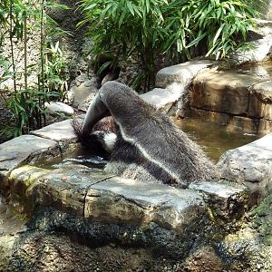 Jaguar Jungle - Giant Anteater