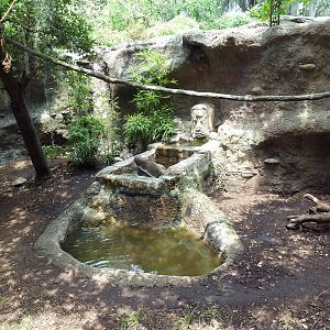 Jaguar Jungle - Giant Anteater/Two-Toed Sloth/Agouti Exhibit